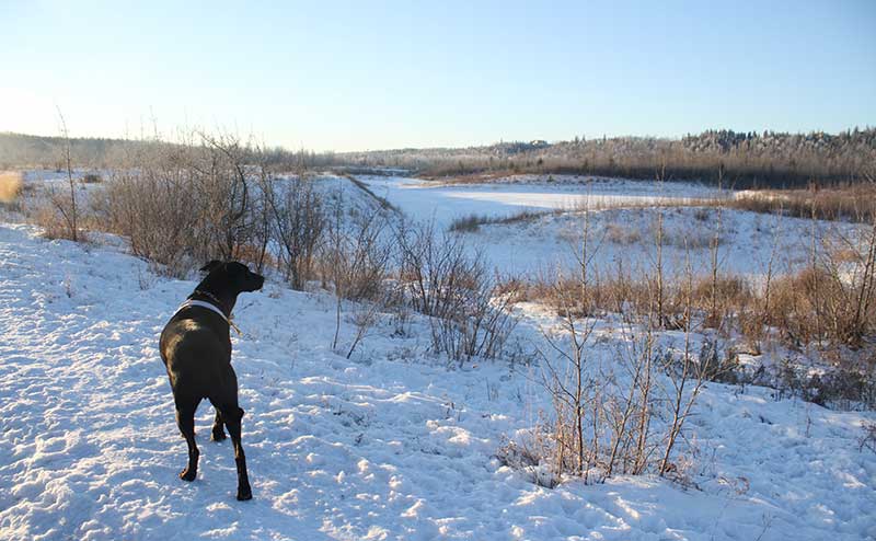Edmonton off-leash dog park